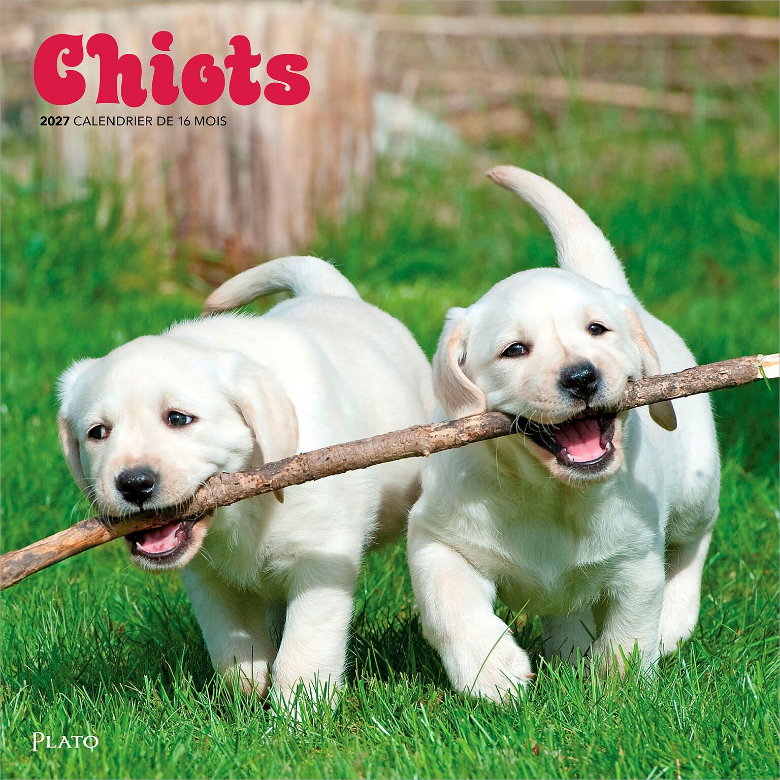 2027 BrownTrout Chiots 12 x 12 Monthly Wall Calendar (9798330715091)