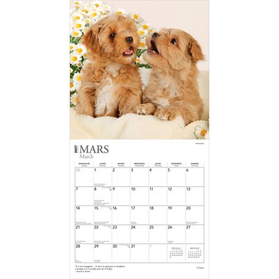 2027 BrownTrout Chiots 12" x 12" Monthly Wall Calendar (9798330715091)
