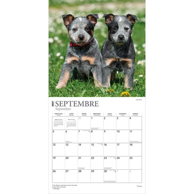 2027 BrownTrout Chiots 12" x 12" Monthly Wall Calendar (9798330715091)
