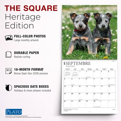 2027 BrownTrout Chiots 12" x 12" Monthly Wall Calendar (9798330715091)