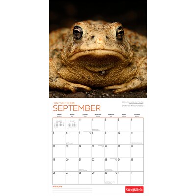 2027 BrownTrout Canadian Geographic Wildlife 12" x 12" Monthly Wall Calendar (9781525617881)