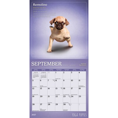 2027 BrownTrout Yoga Puppies 7" x 7" Monthly Wall Calendar (9798330713578)