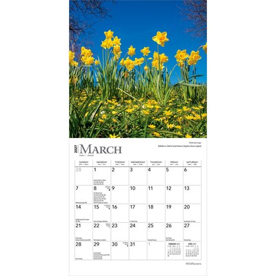 2027 BrownTrout Wildflowers 7" x 7" Monthly Wall Calendar (9798330709618)