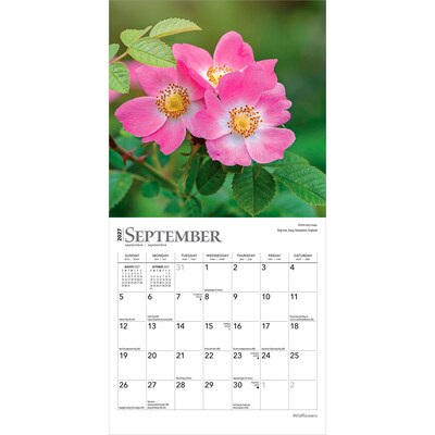 2027 BrownTrout Wildflowers 7" x 7" Monthly Wall Calendar (9798330709618)