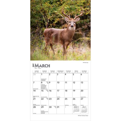 2027 BrownTrout White Tailed Deer 7" x 7" Monthly Wall Calendar (9798330709854)