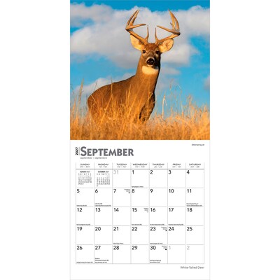 2027 BrownTrout White Tailed Deer 7" x 7" Monthly Wall Calendar (9798330709854)