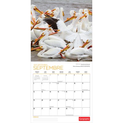 2027 BrownTrout Canadian Geographic Oiseaux 12" x 12" Monthly Wall Calendar (9781525617638)