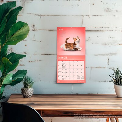 2027 BrownTrout Yoga Kittens 7" x 7" Monthly Wall Calendar (9798330713530)