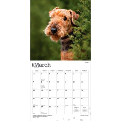 2027 BrownTrout Airedale Terriers 12" x 12" Monthly Wall Calendar (9798330714049)