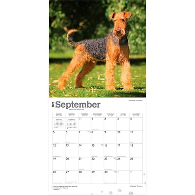 2027 BrownTrout Airedale Terriers 12" x 12" Monthly Wall Calendar (9798330714049)