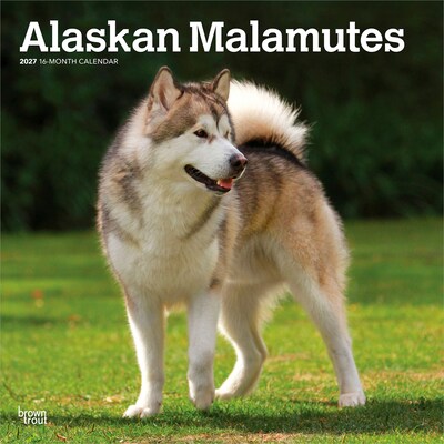 2027 BrownTrout Alaskan Malamutes 12 x 12 Monthly Wall Calendar (9798330712168)