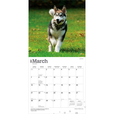 2027 BrownTrout Alaskan Malamutes 12" x 12" Monthly Wall Calendar (9798330712168)