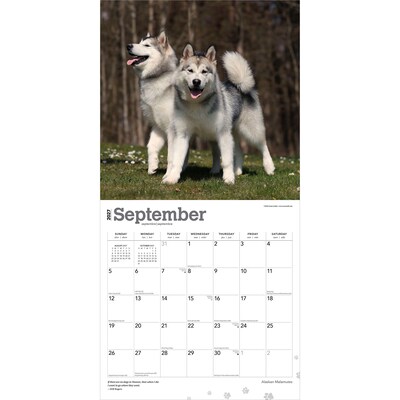 2027 BrownTrout Alaskan Malamutes 12" x 12" Monthly Wall Calendar (9798330712168)