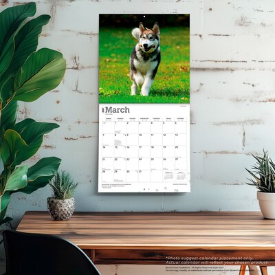 2027 BrownTrout Alaskan Malamutes 12" x 12" Monthly Wall Calendar (9798330712168)