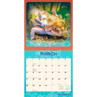 2027 BrownTrout Adorable Axolotl 12" x 12" Monthly Wall Calendar (9798330711376)