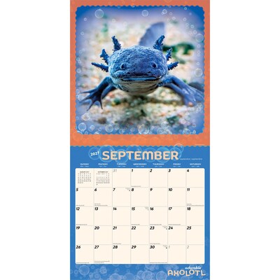 2027 BrownTrout Adorable Axolotl 12" x 12" Monthly Wall Calendar (9798330711376)