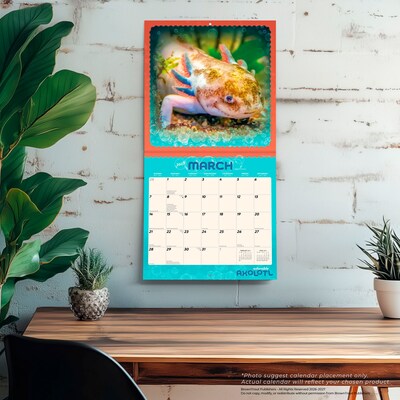 2027 BrownTrout Adorable Axolotl 12" x 12" Monthly Wall Calendar (9798330711376)