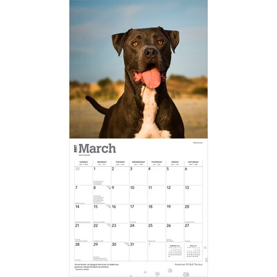 2027 BrownTrout American Pit Bull Terriers 12" x 12" Monthly Wall Calendar (9798330712175)