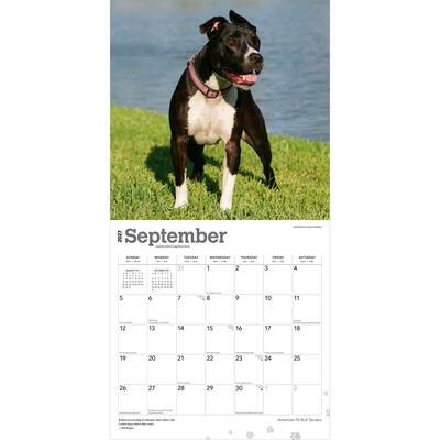 2027 BrownTrout American Pit Bull Terriers 12" x 12" Monthly Wall Calendar (9798330712175)