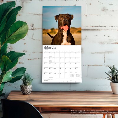 2027 BrownTrout American Pit Bull Terriers 12" x 12" Monthly Wall Calendar (9798330712175)
