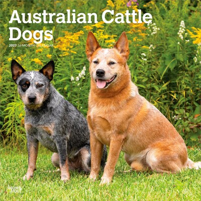 2027 BrownTrout Australian Cattle Dogs 12 x 12 Monthly Wall Calendar (9798330712182)