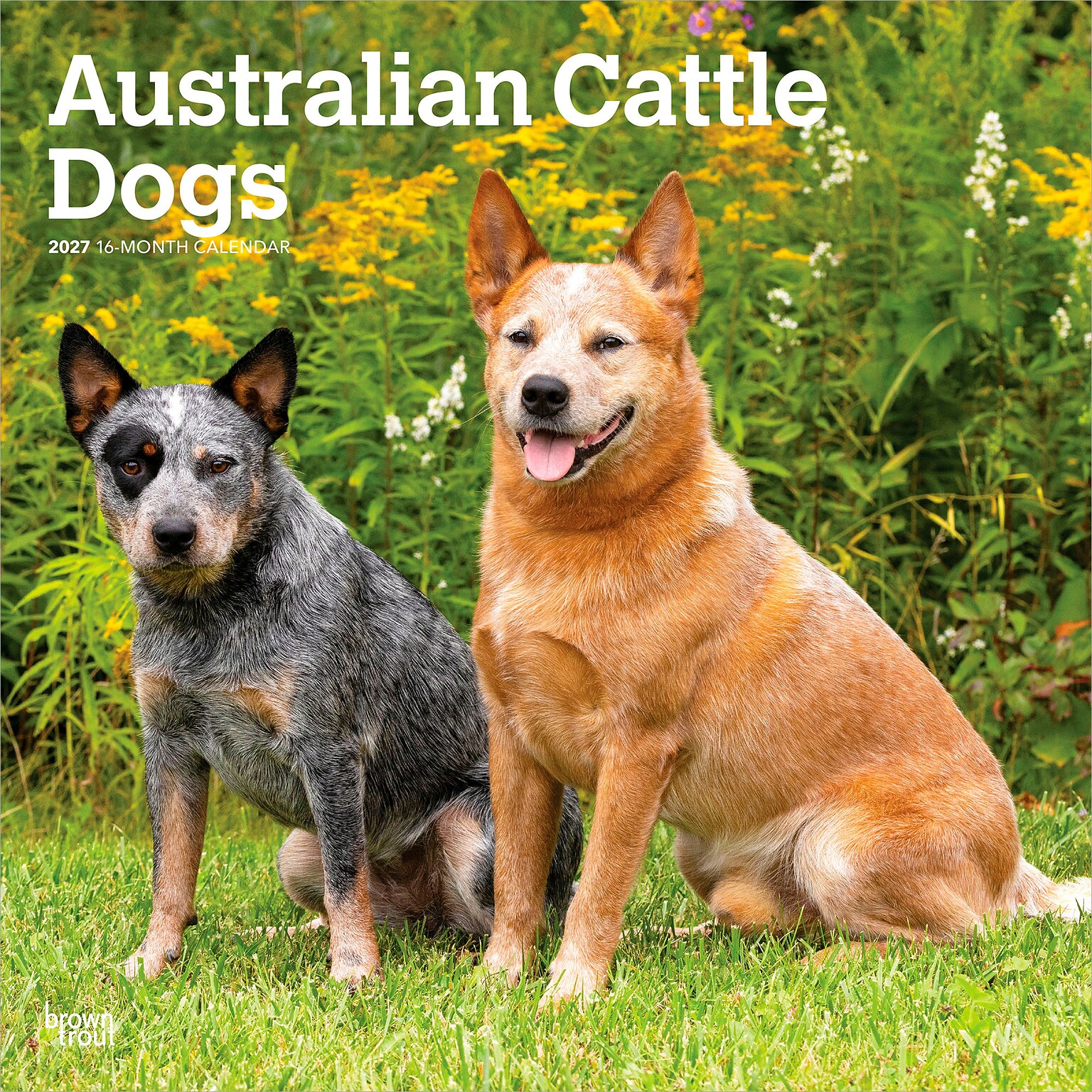 2027 BrownTrout Australian Cattle Dogs 12 x 12 Monthly Wall Calendar (9798330712182)