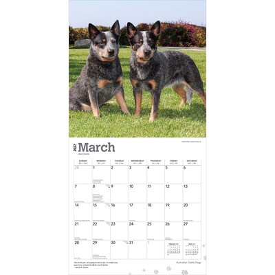 2027 BrownTrout Australian Cattle Dogs 12" x 12" Monthly Wall Calendar (9798330712182)