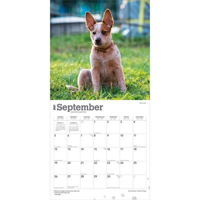 2027 BrownTrout Australian Cattle Dogs 12" x 12" Monthly Wall Calendar (9798330712182)