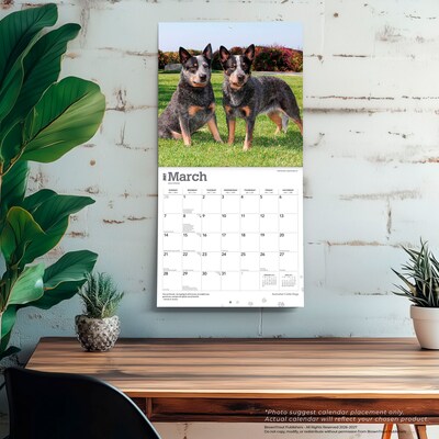 2027 BrownTrout Australian Cattle Dogs 12" x 12" Monthly Wall Calendar (9798330712182)