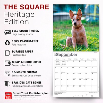 2027 BrownTrout Australian Cattle Dogs 12" x 12" Monthly Wall Calendar (9798330712182)