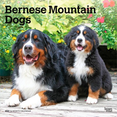 2027 BrownTrout Bernese Mountain Dogs 12 x 12 Monthly Wall Calendar (9798330712236)