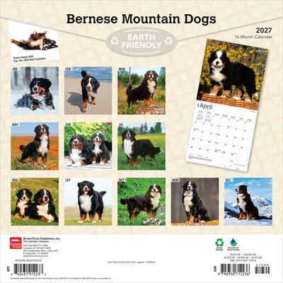 2027 BrownTrout Bernese Mountain Dogs 12 x 12 Monthly Wall Calendar (9798330712236)