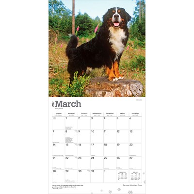 2027 BrownTrout Bernese Mountain Dogs 12" x 12" Monthly Wall Calendar (9798330712236)
