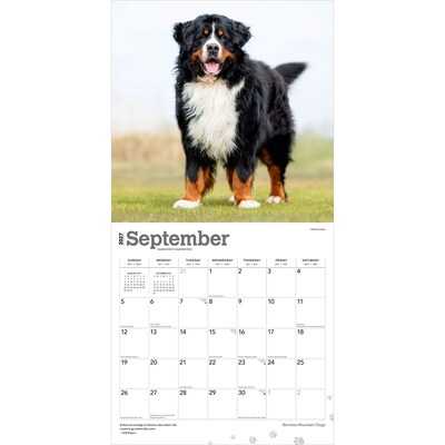 2027 BrownTrout Bernese Mountain Dogs 12" x 12" Monthly Wall Calendar (9798330712236)
