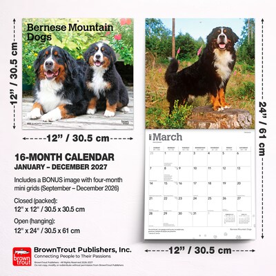 2027 BrownTrout Bernese Mountain Dogs 12" x 12" Monthly Wall Calendar (9798330712236)