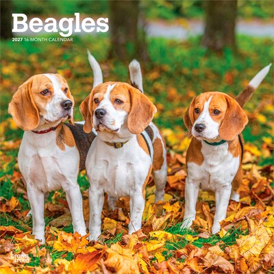 2027 BrownTrout Beagles 12 x 12 Monthly Wall Calendar (9798330712229)