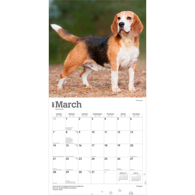 2027 BrownTrout Beagles 12" x 12" Monthly Wall Calendar (9798330712229)
