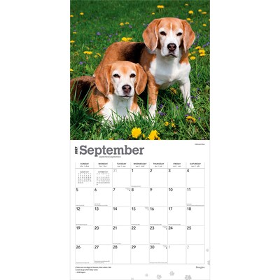 2027 BrownTrout Beagles 12" x 12" Monthly Wall Calendar (9798330712229)