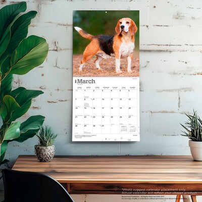 2027 BrownTrout Beagles 12" x 12" Monthly Wall Calendar (9798330712229)