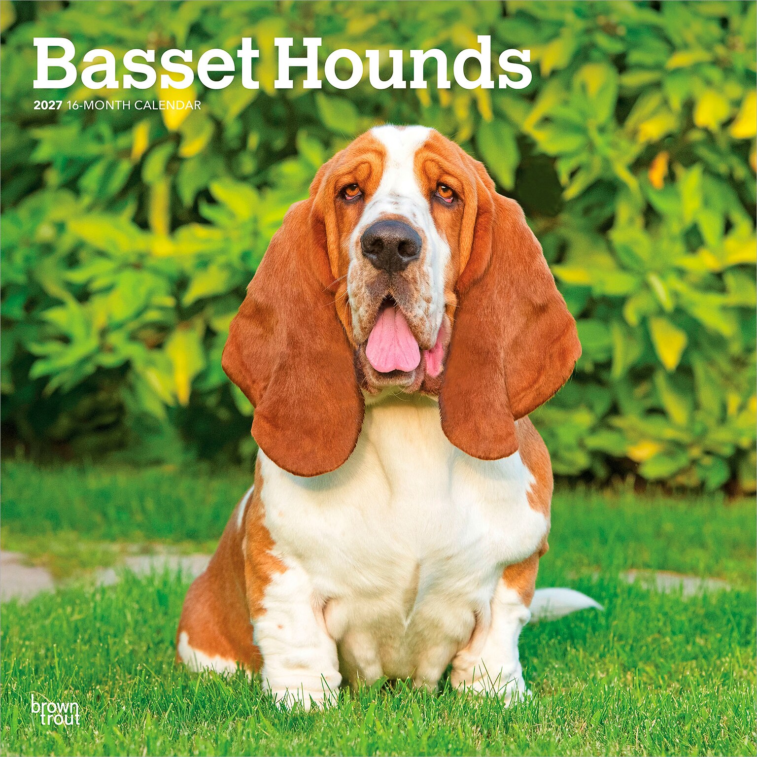 2027 BrownTrout Basset Hounds 12 x 12 Monthly Wall Calendar (9798330712212)