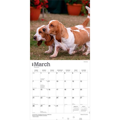 2027 BrownTrout Basset Hounds 12" x 12" Monthly Wall Calendar (9798330712212)