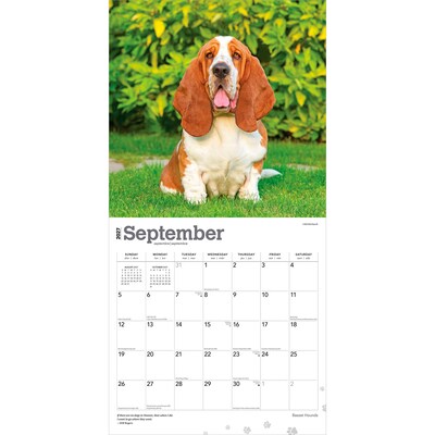 2027 BrownTrout Basset Hounds 12" x 12" Monthly Wall Calendar (9798330712212)