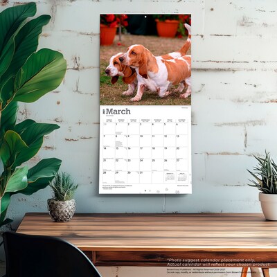 2027 BrownTrout Basset Hounds 12" x 12" Monthly Wall Calendar (9798330712212)