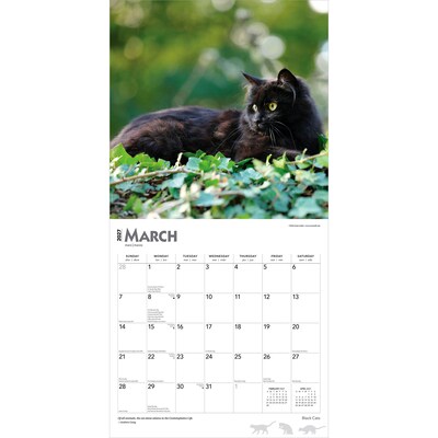 2027 BrownTrout Black Cats 12" x 12" Monthly Wall Calendar (9798330711765)