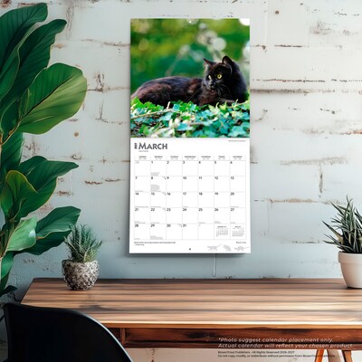 2027 BrownTrout Black Cats 12" x 12" Monthly Wall Calendar (9798330711765)