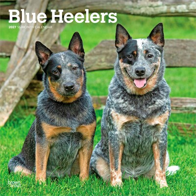 2027 BrownTrout Blue Heelers 12 x 12 Monthly Wall Calendar (9798330712250)
