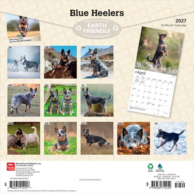 2027 BrownTrout Blue Heelers 12 x 12 Monthly Wall Calendar (9798330712250)