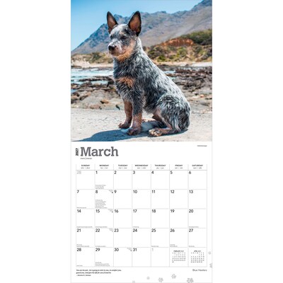 2027 BrownTrout Blue Heelers 12" x 12" Monthly Wall Calendar (9798330712250)
