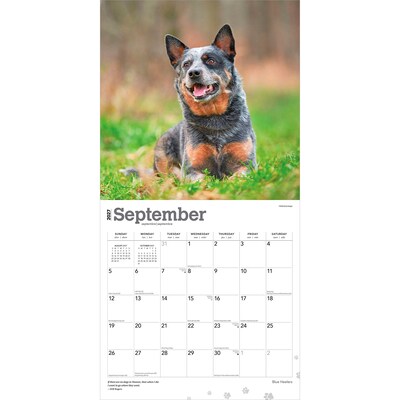 2027 BrownTrout Blue Heelers 12" x 12" Monthly Wall Calendar (9798330712250)