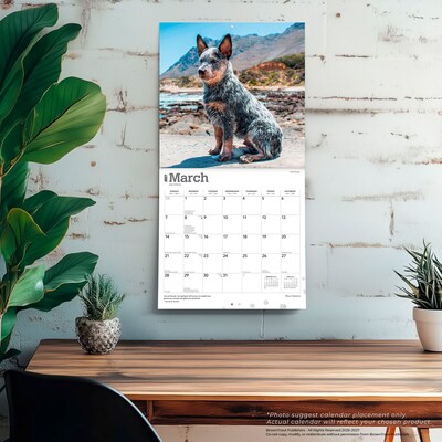 2027 BrownTrout Blue Heelers 12" x 12" Monthly Wall Calendar (9798330712250)